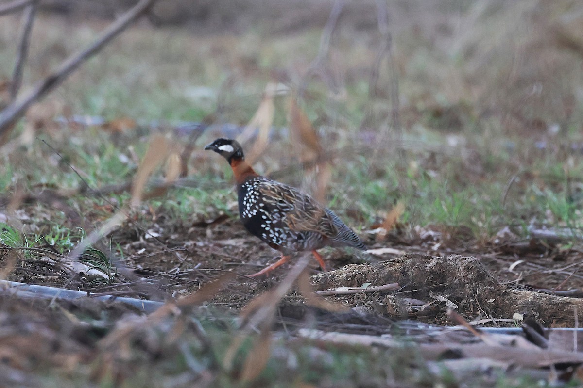 Black Francolin (Eastern) - ML645715556