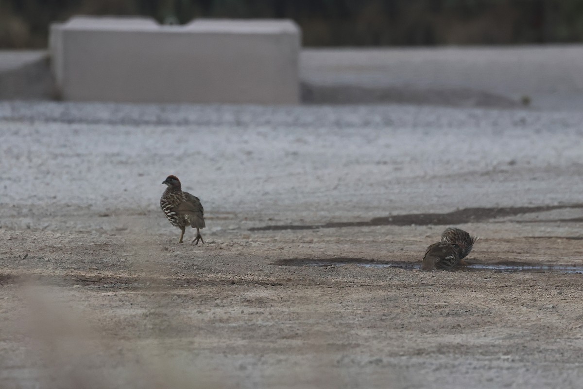 Francolin d'Erckel - ML645715565