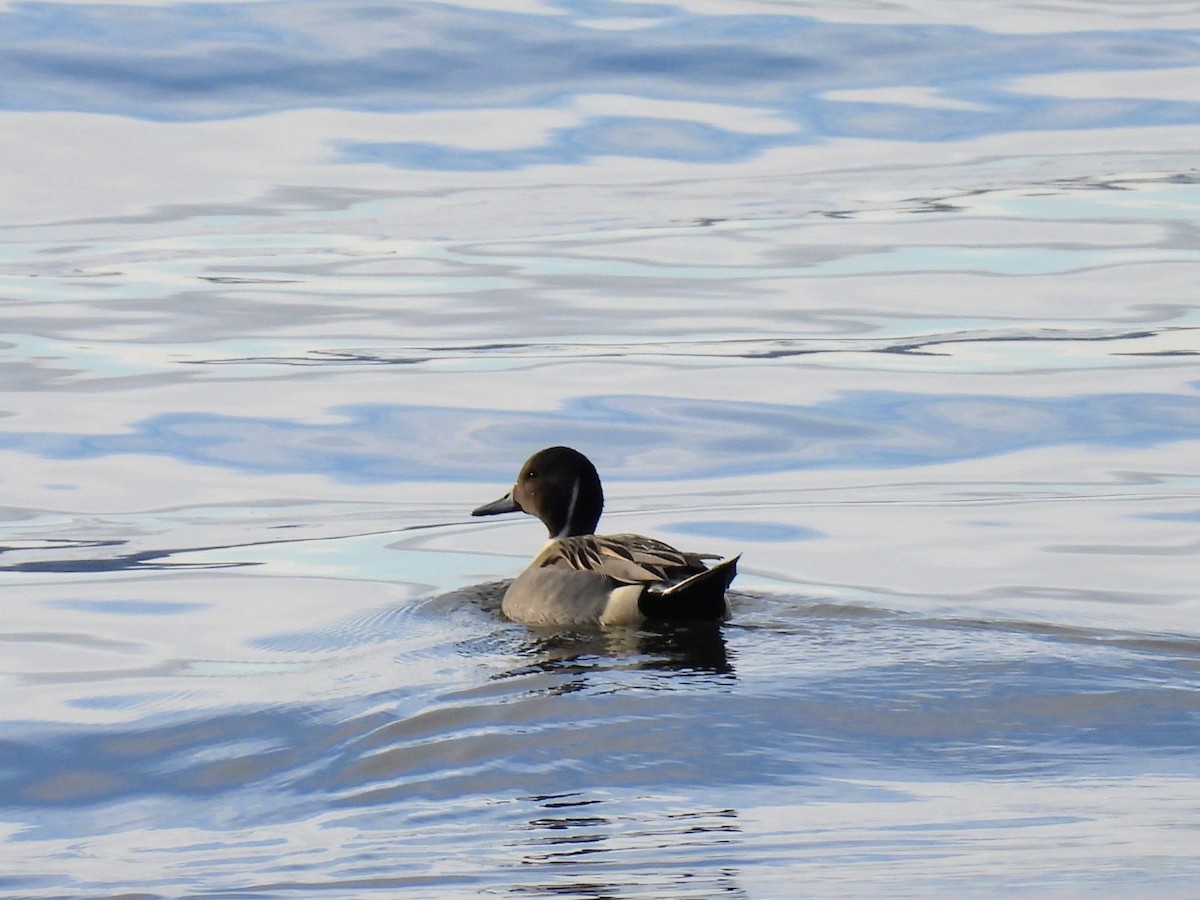 Northern Pintail - ML645715575