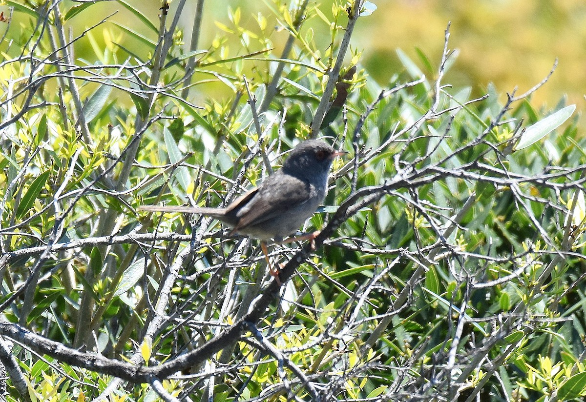 Marmora's Warbler - ML645715577