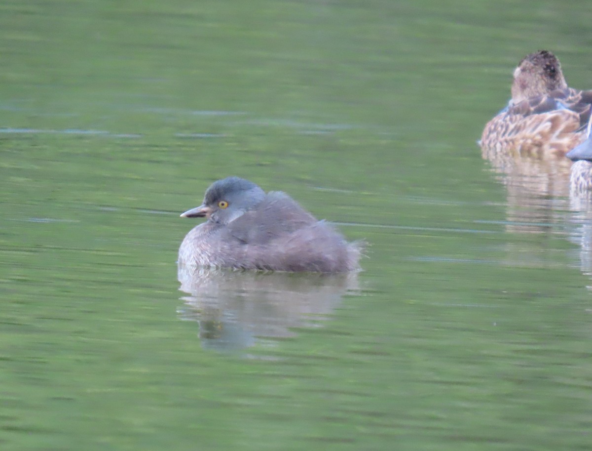 Least Grebe - ML645715579
