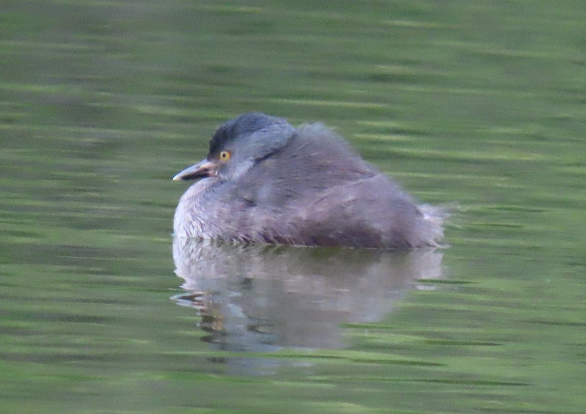 Least Grebe - ML645715581