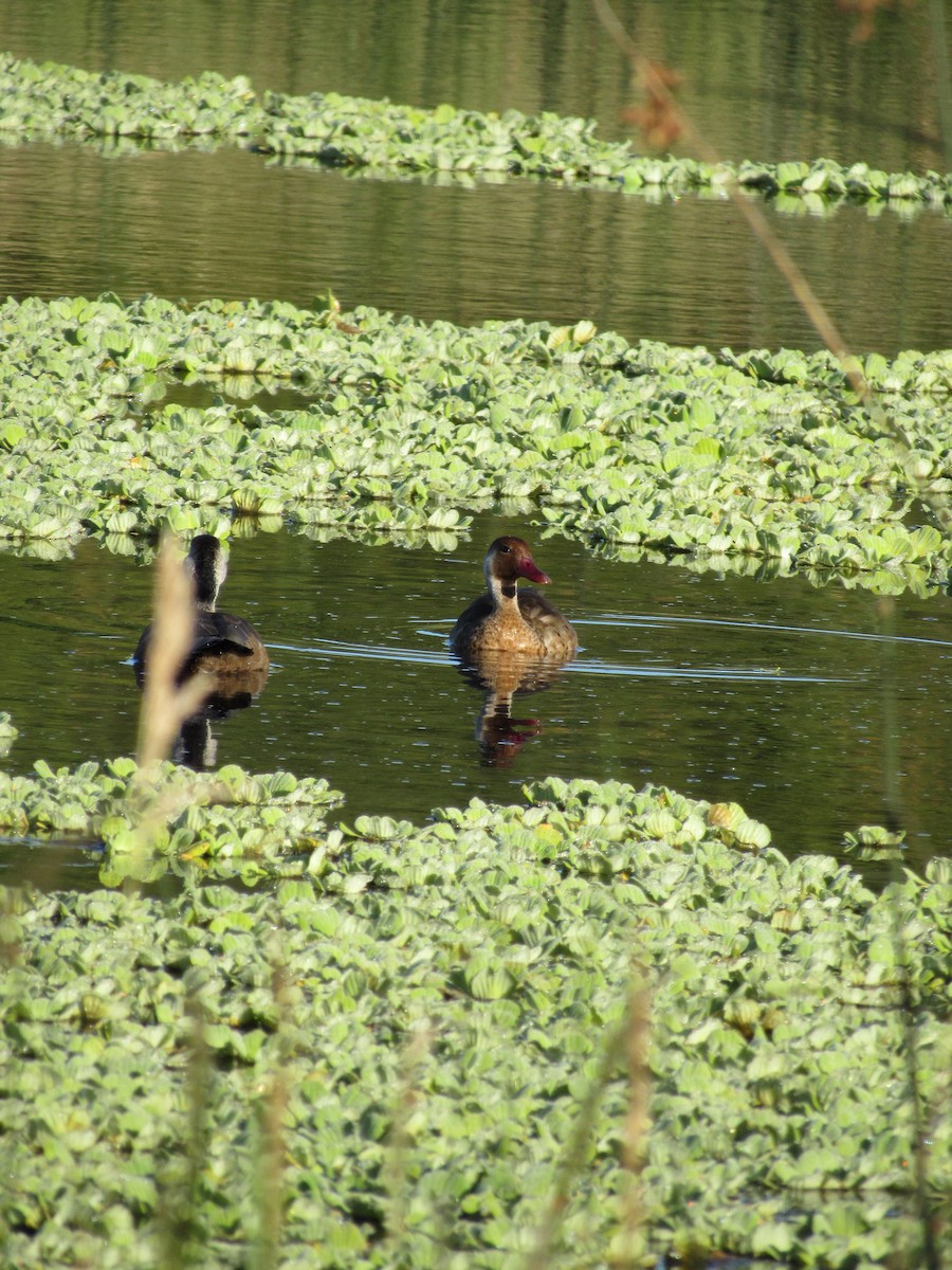 Brazilian Teal - ML645715582