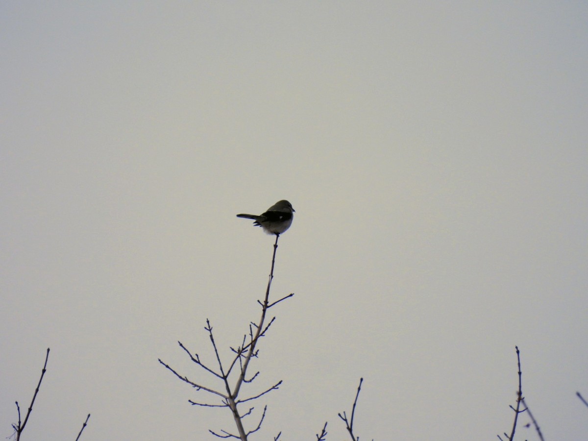 Northern Shrike - ML645715584