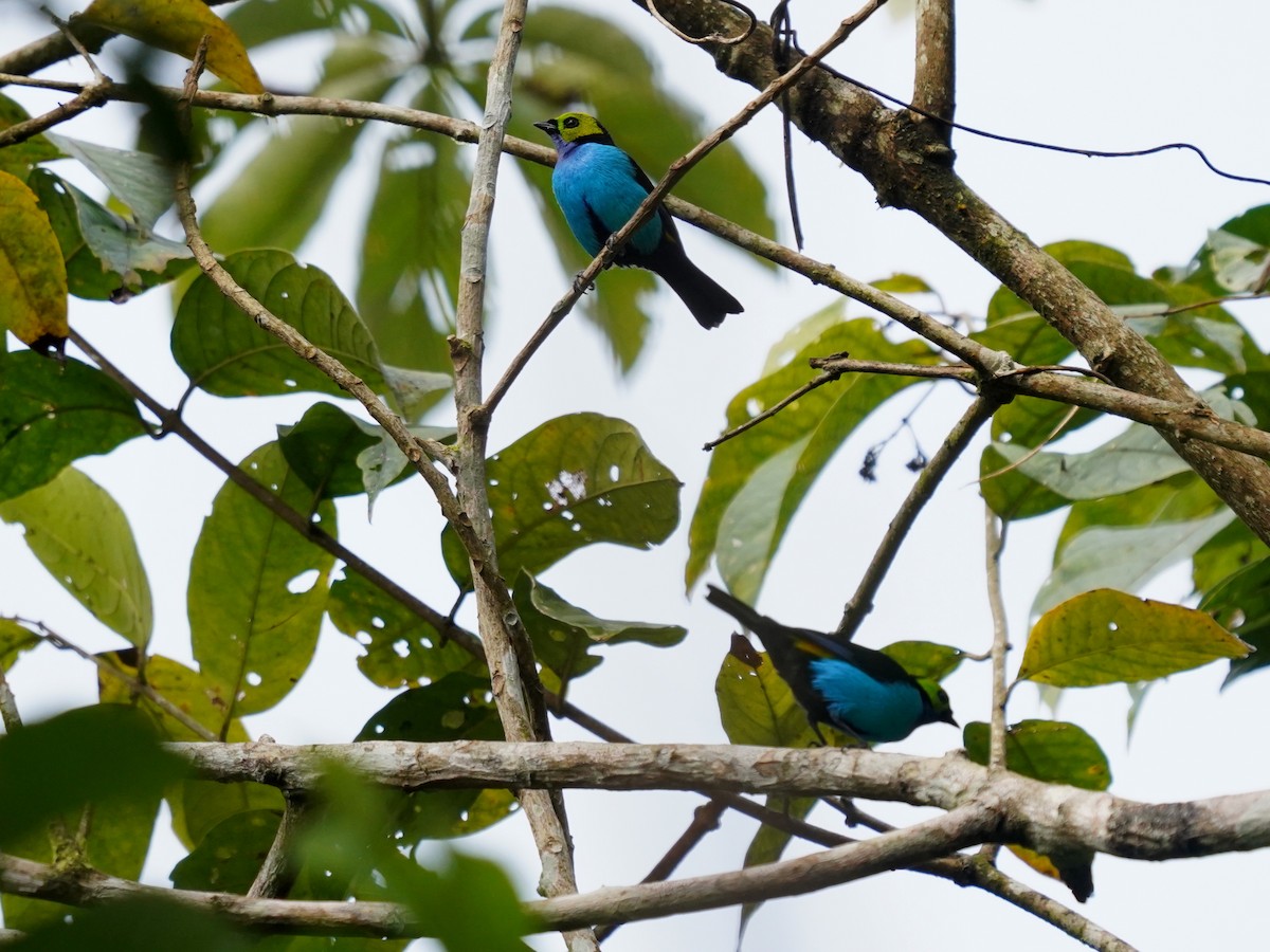 Siebenfarbentangare - ML645715586