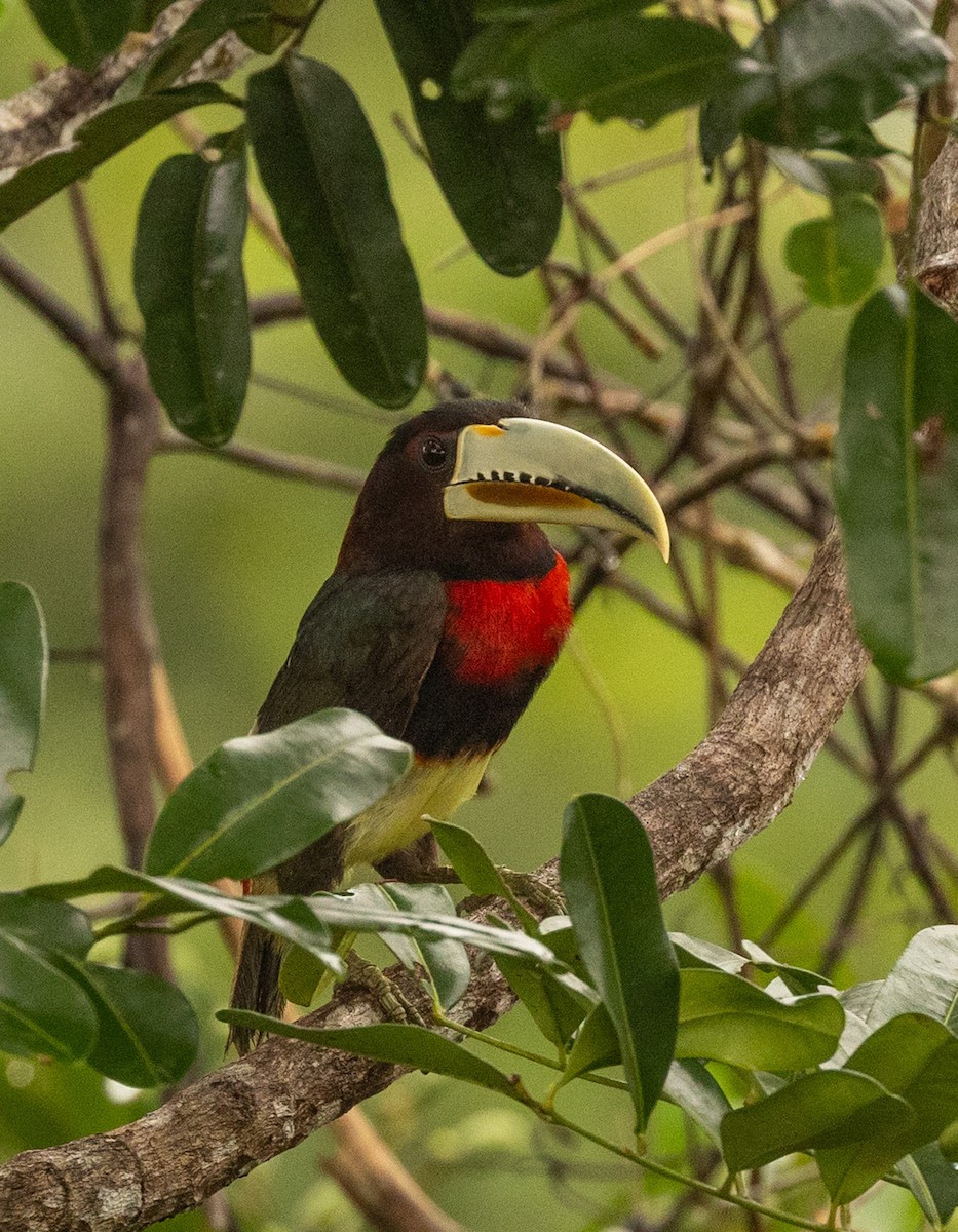 Ivory-billed Aracari - ML645715588