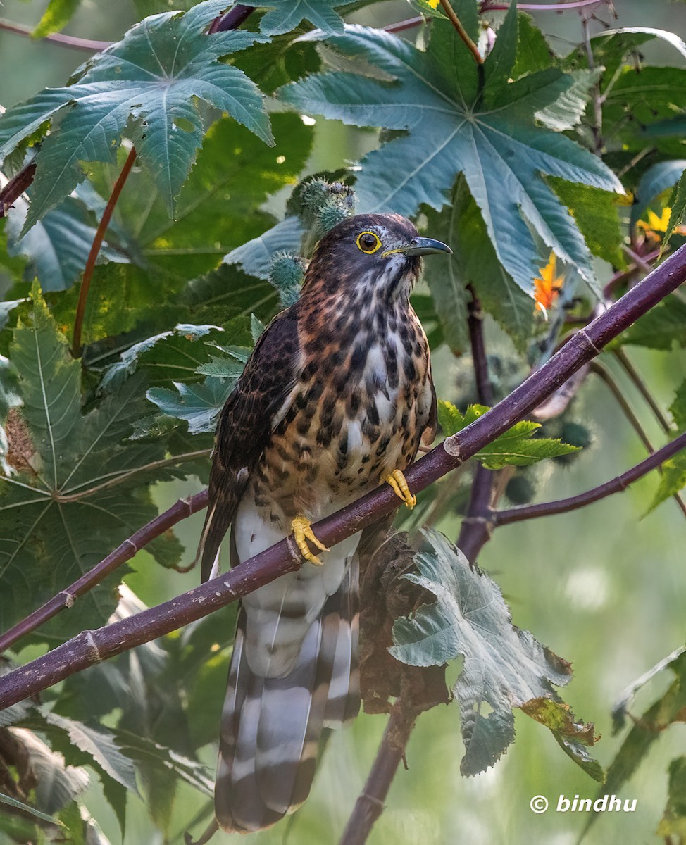 鷹鵑 - ML645715589