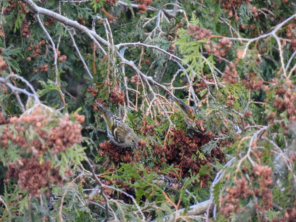 Pine Siskin - ML645715591