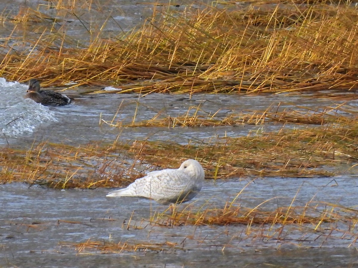 Iceland Gull - ML645715593