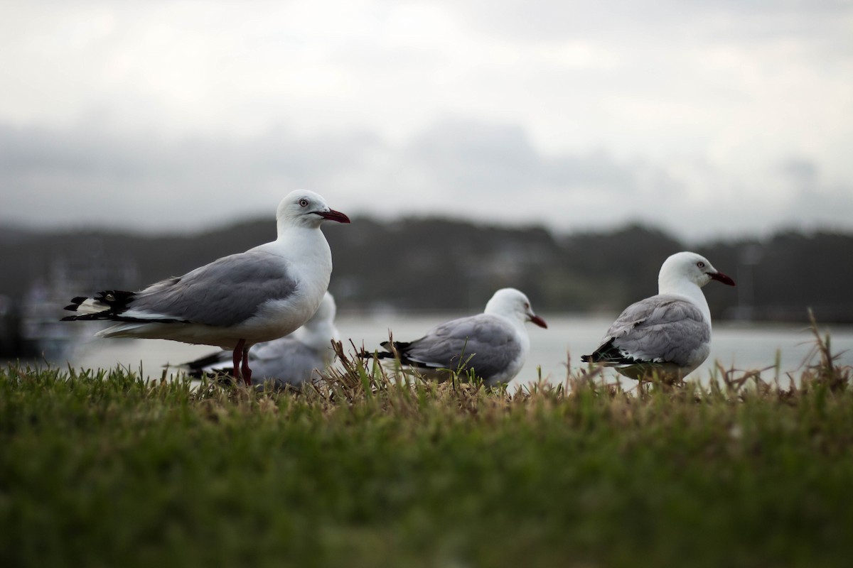 Silver Gull - ML645715594