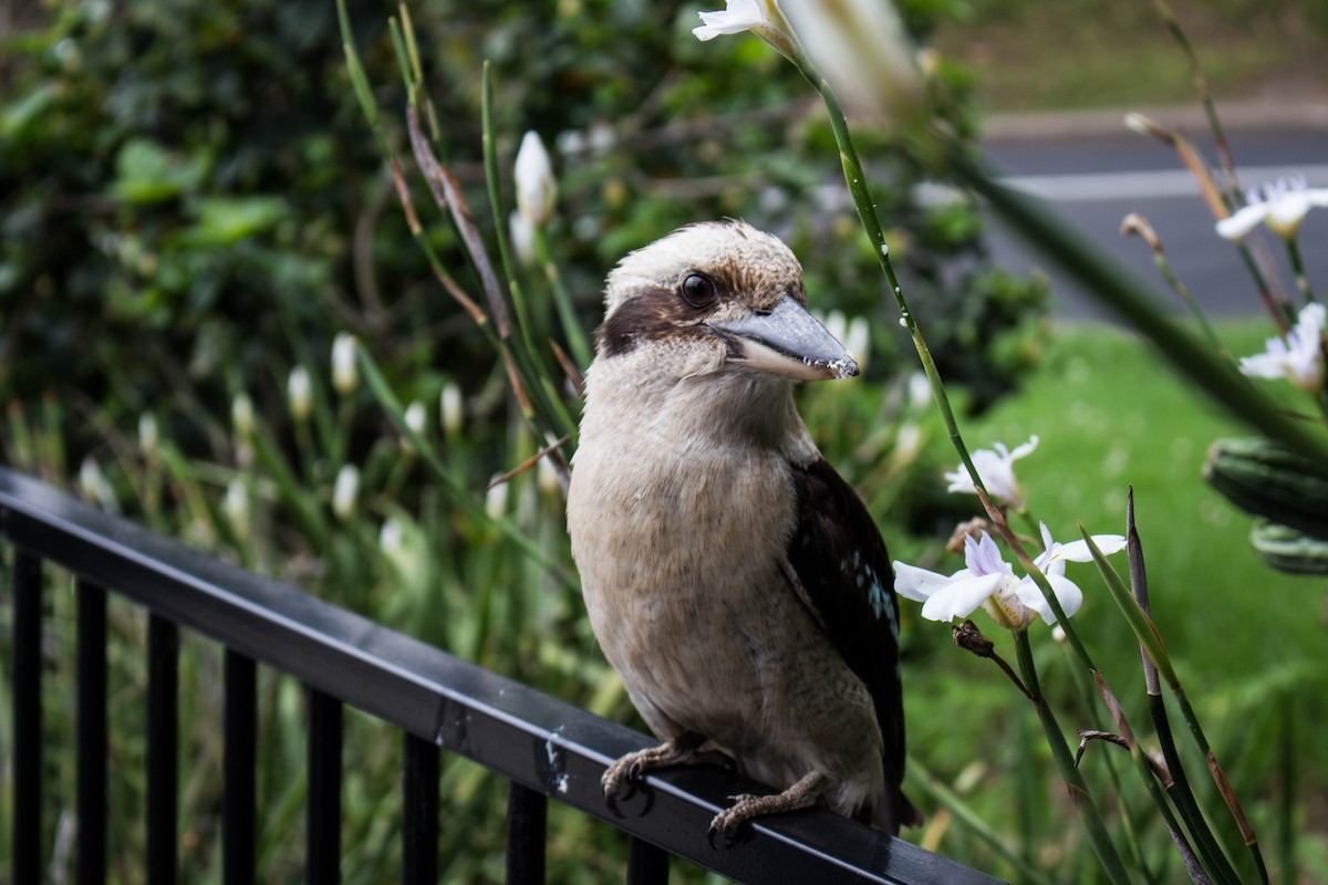 Laughing Kookaburra - ML645715596