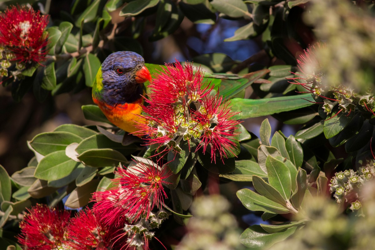 Rainbow Lorikeet - ML645715600