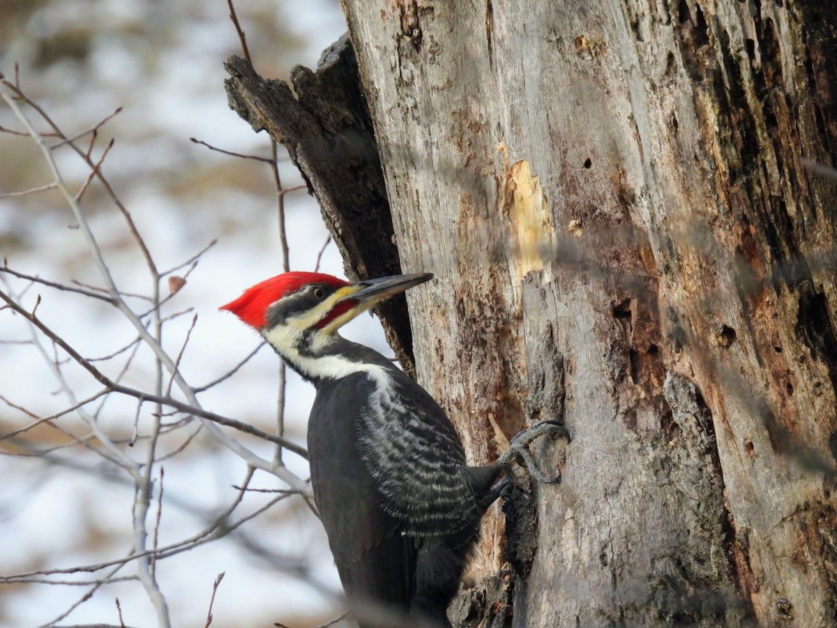 Pileated Woodpecker - ML645715602