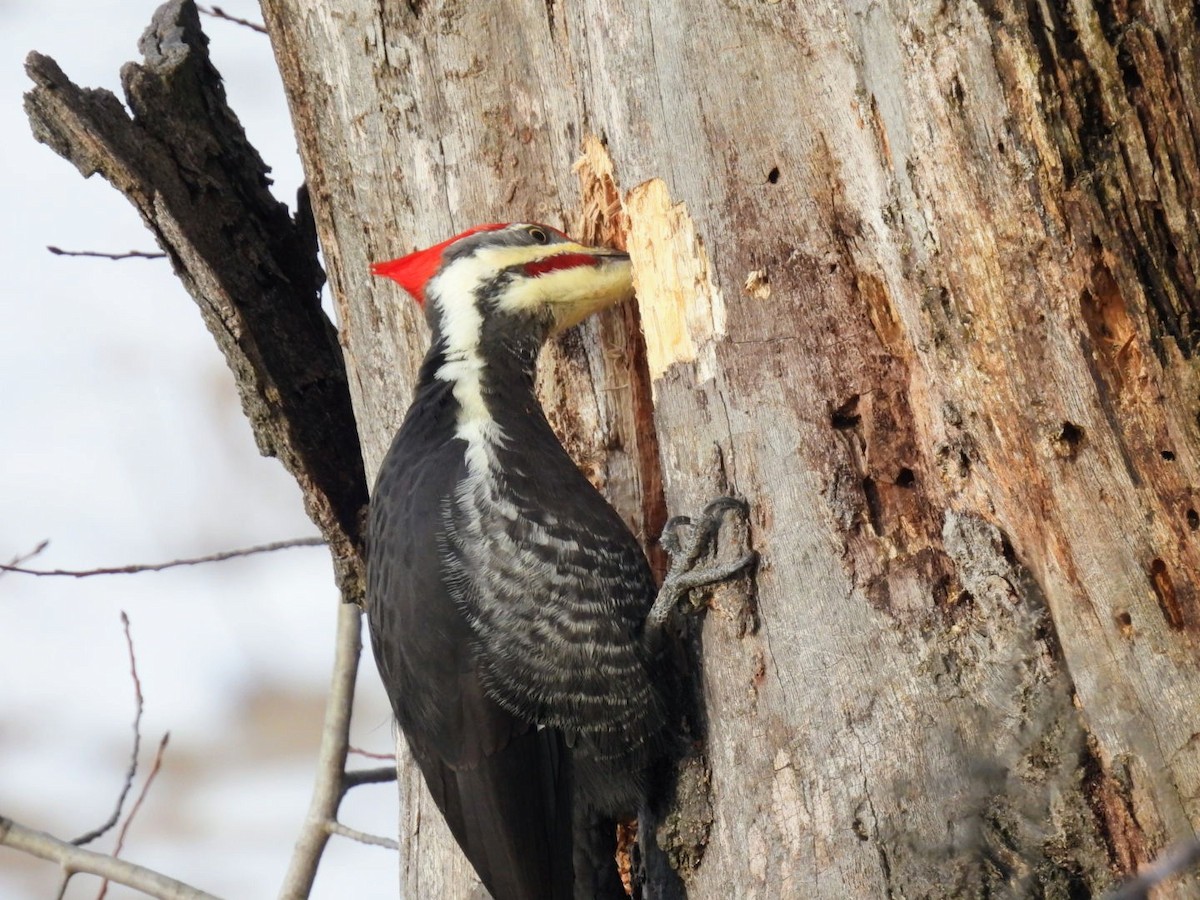 Pileated Woodpecker - ML645715603