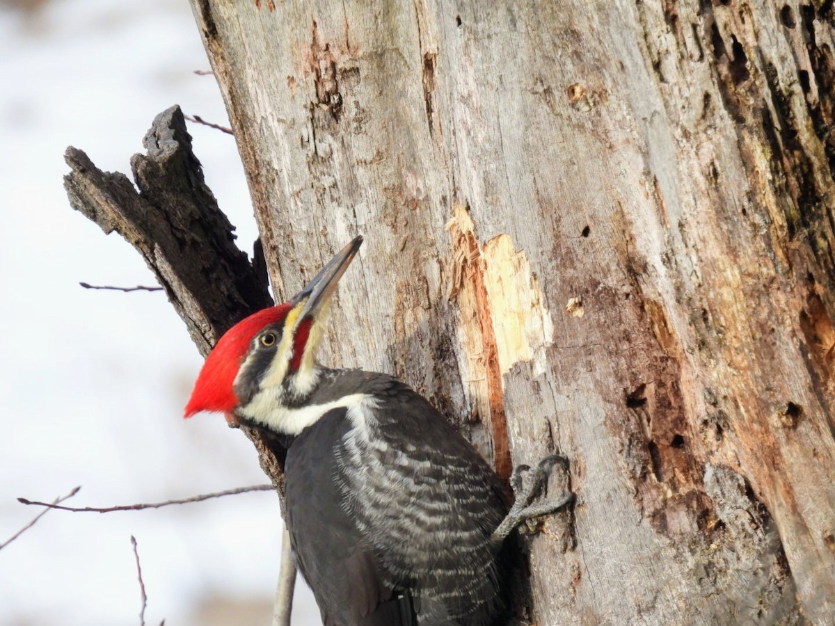 Pileated Woodpecker - ML645715604