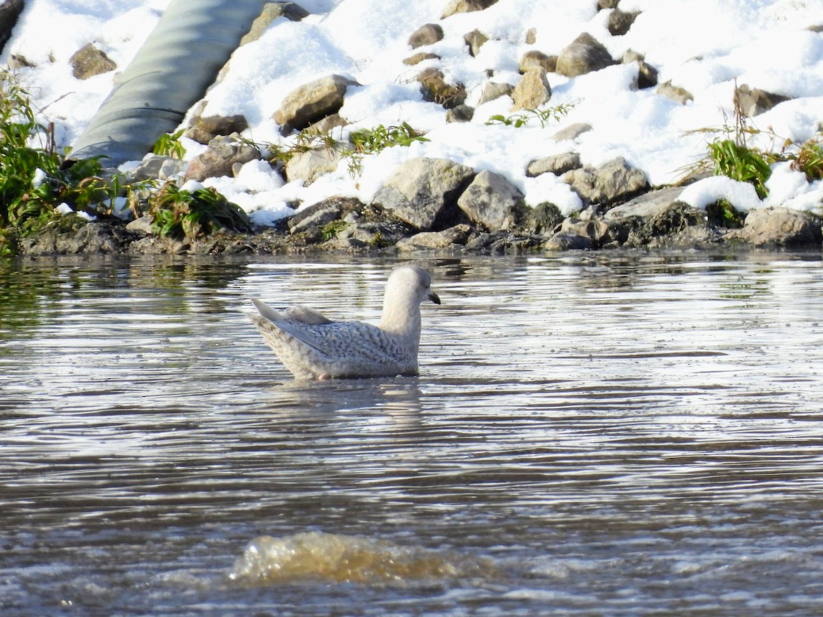 Iceland Gull - ML645715622