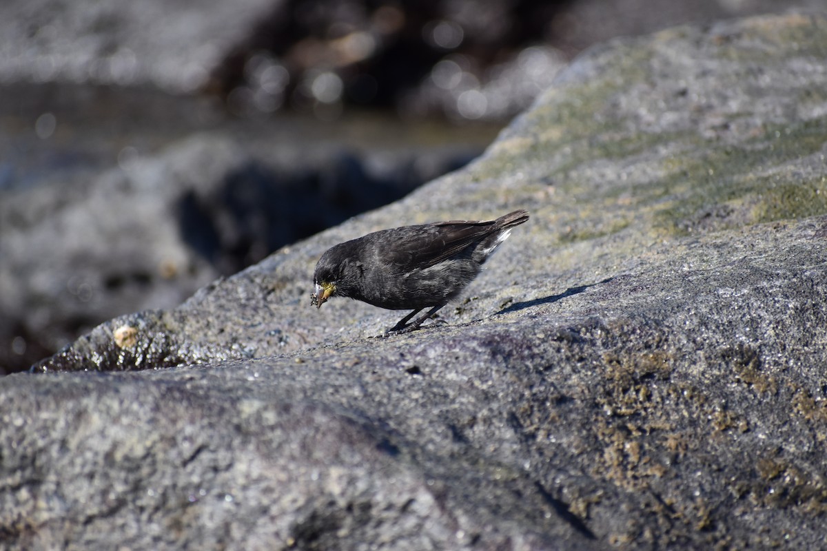 Small Ground-Finch - ML645715629