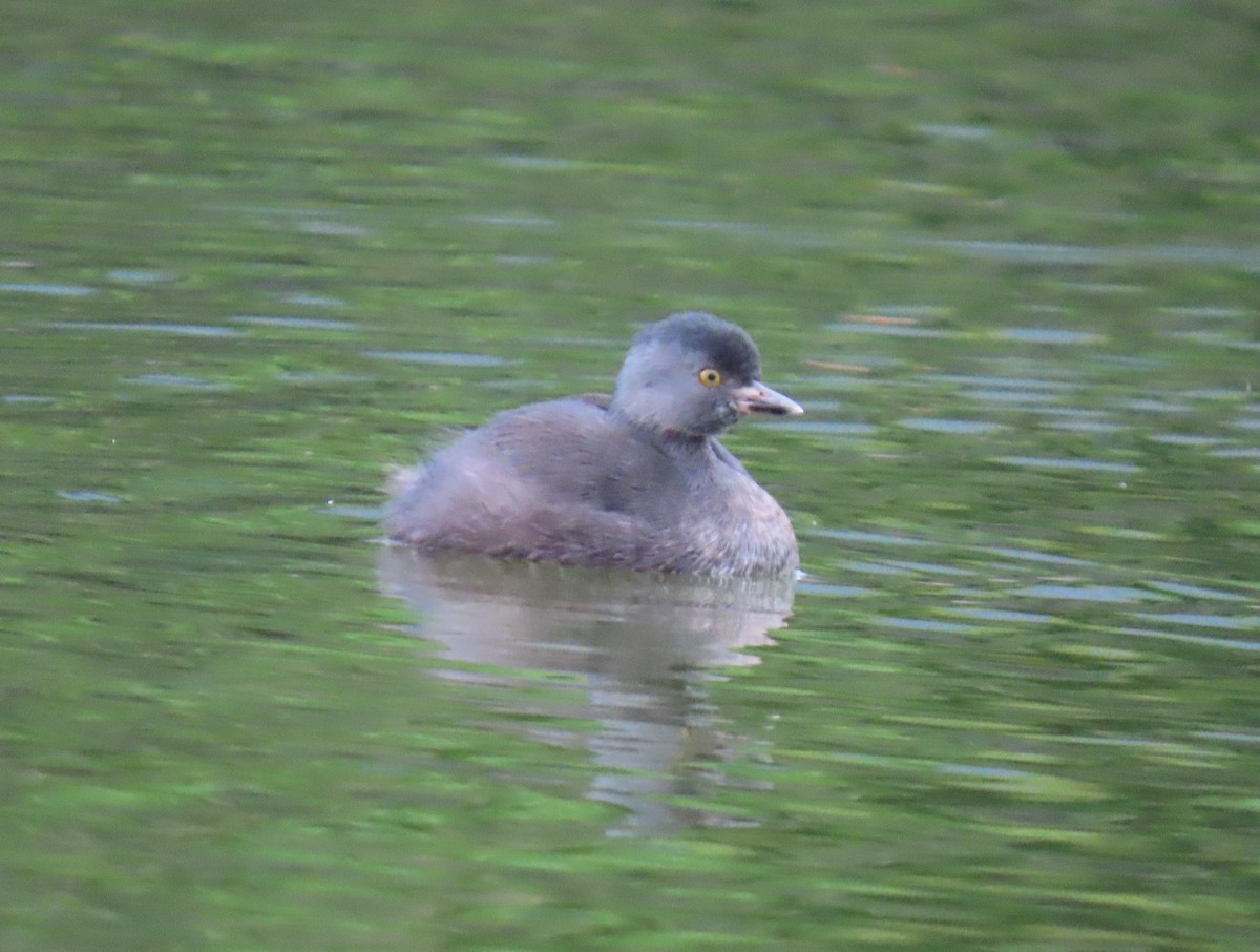 Least Grebe - ML645715637