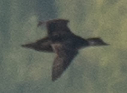 Black Scoter - ML645715648