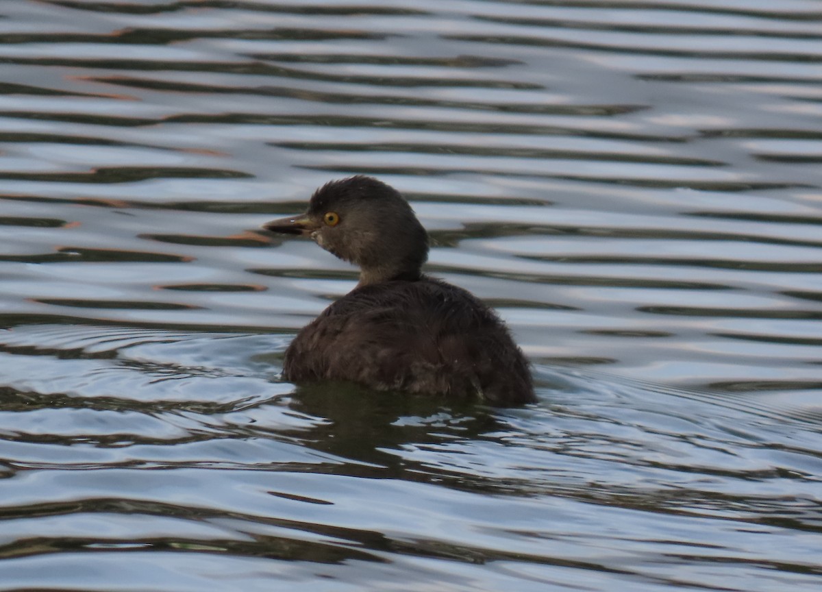 Least Grebe - ML645715666