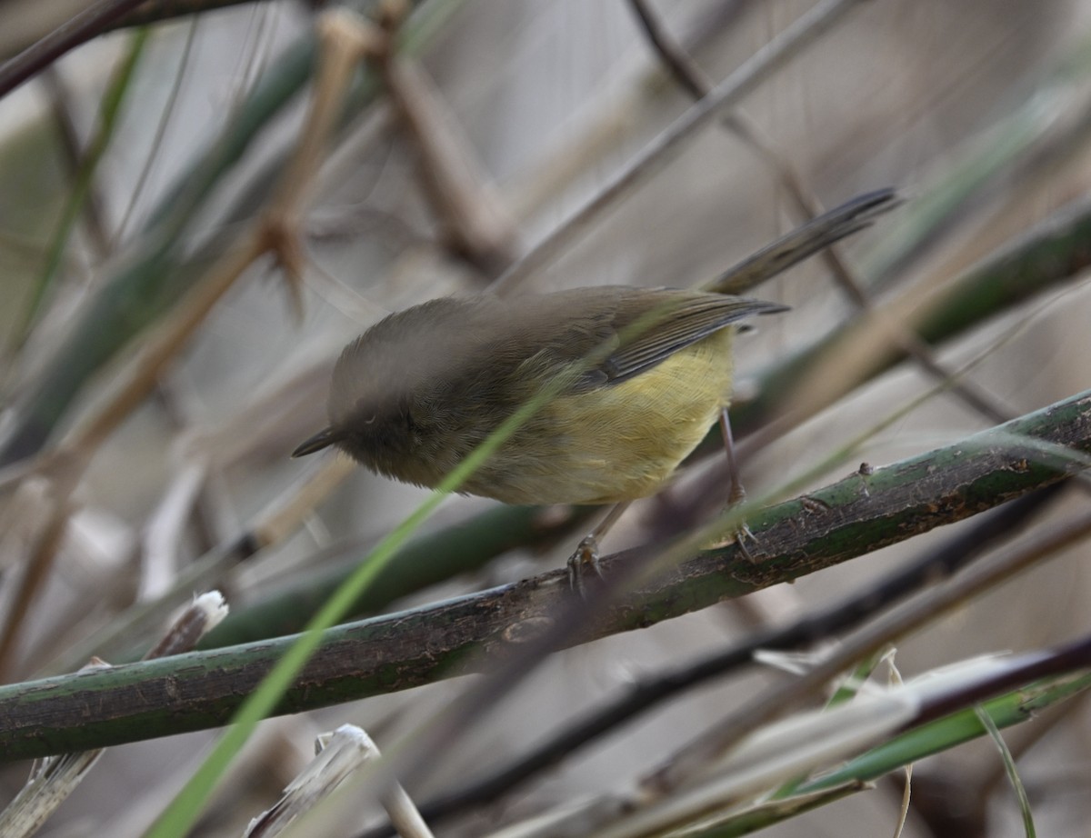 Yellowish-bellied Bush Warbler - ML645715676