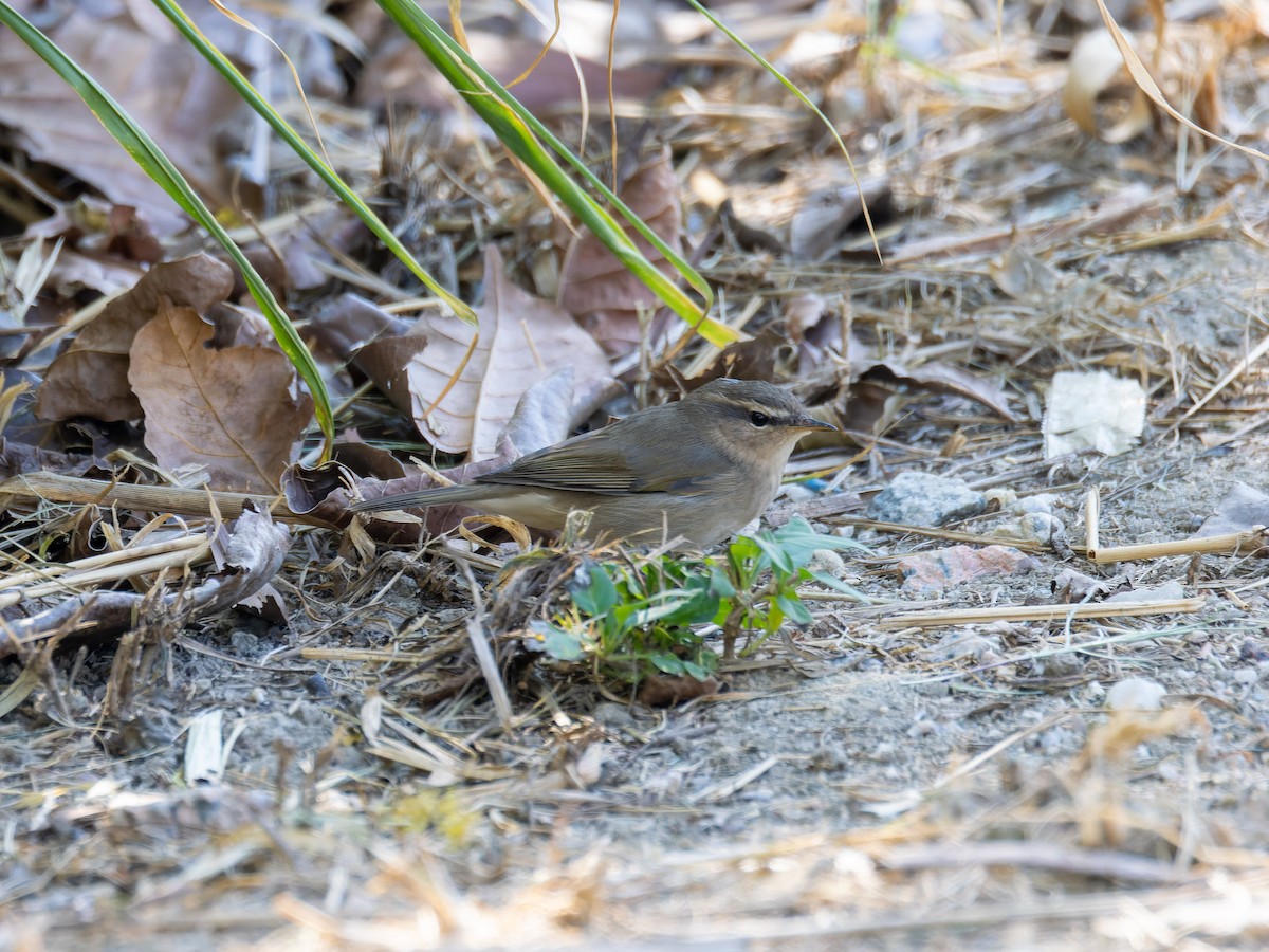 עלווית כהה - ML645715688