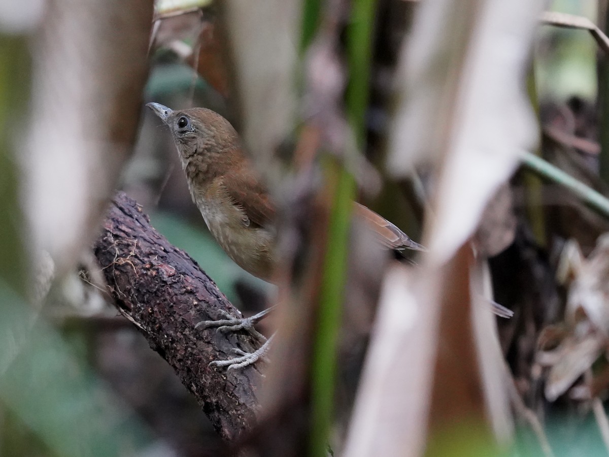 Hauxwell's Thrush - ML645715689
