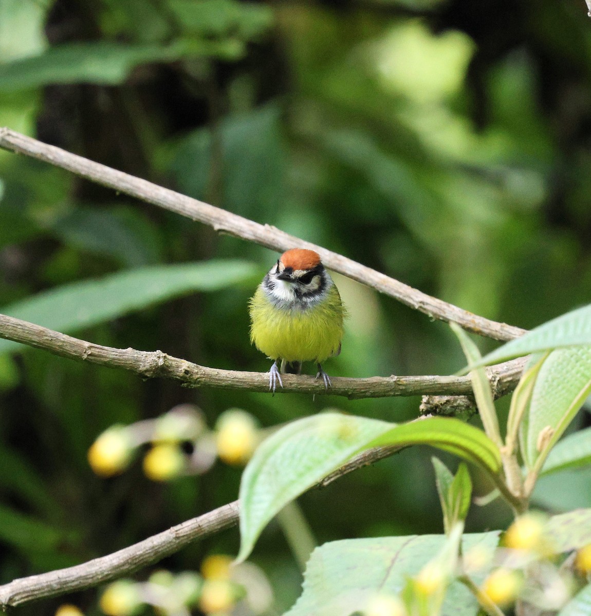 Rufous-crowned Tody-Flycatcher - ML645715690
