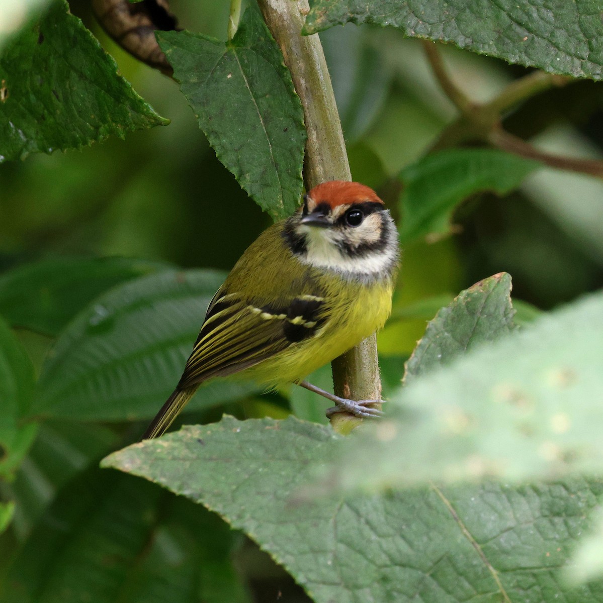 Rufous-crowned Tody-Flycatcher - ML645715691