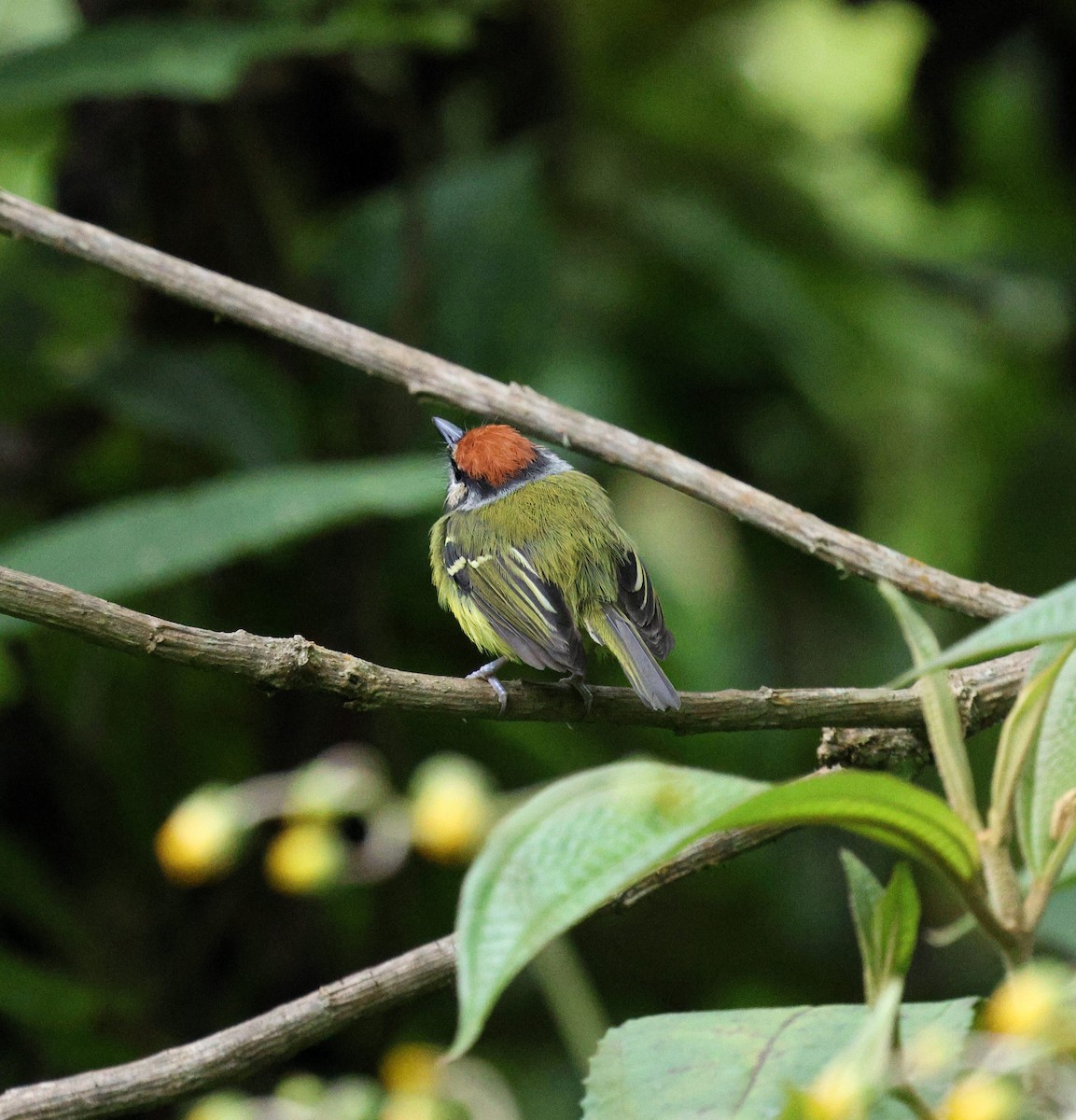 Rufous-crowned Tody-Flycatcher - ML645715692