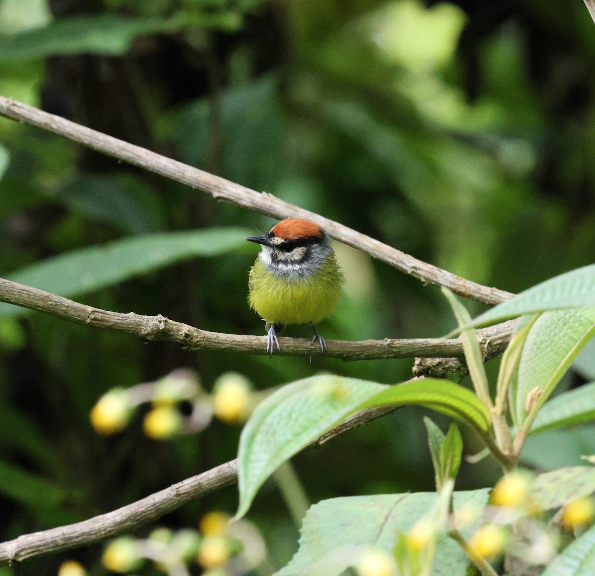 Rufous-crowned Tody-Flycatcher - ML645715693