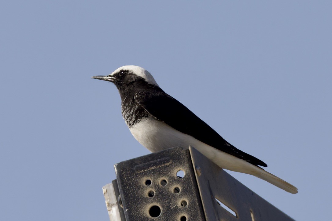 סלעית נזירה - ML645715717