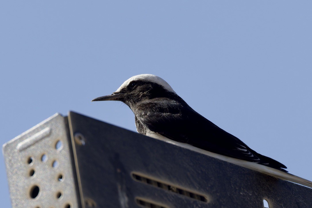 סלעית נזירה - ML645715718