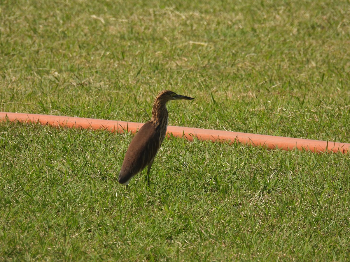 Indian Pond-Heron - ML645715719
