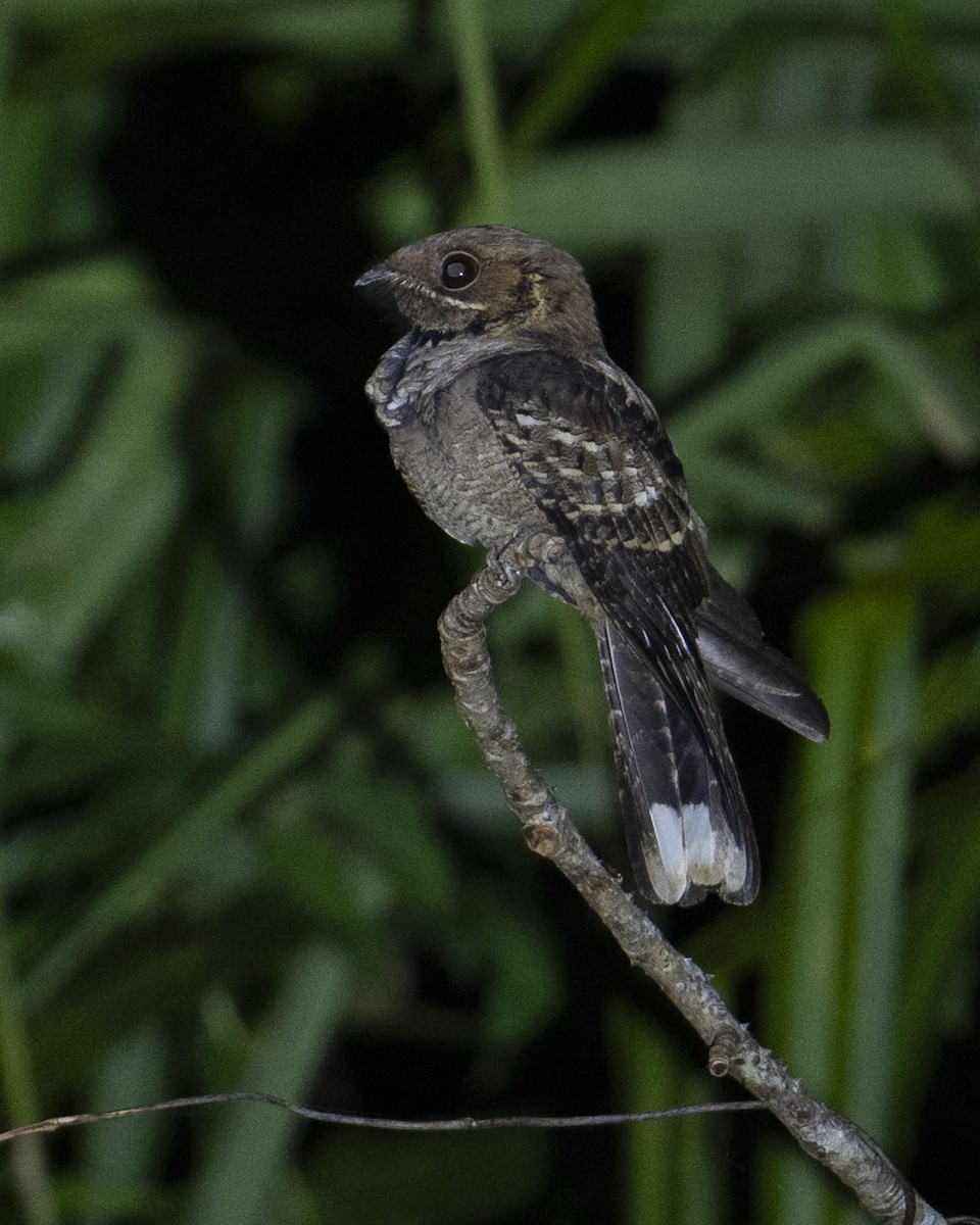 Maharadschanachtschwalbe - ML645715731