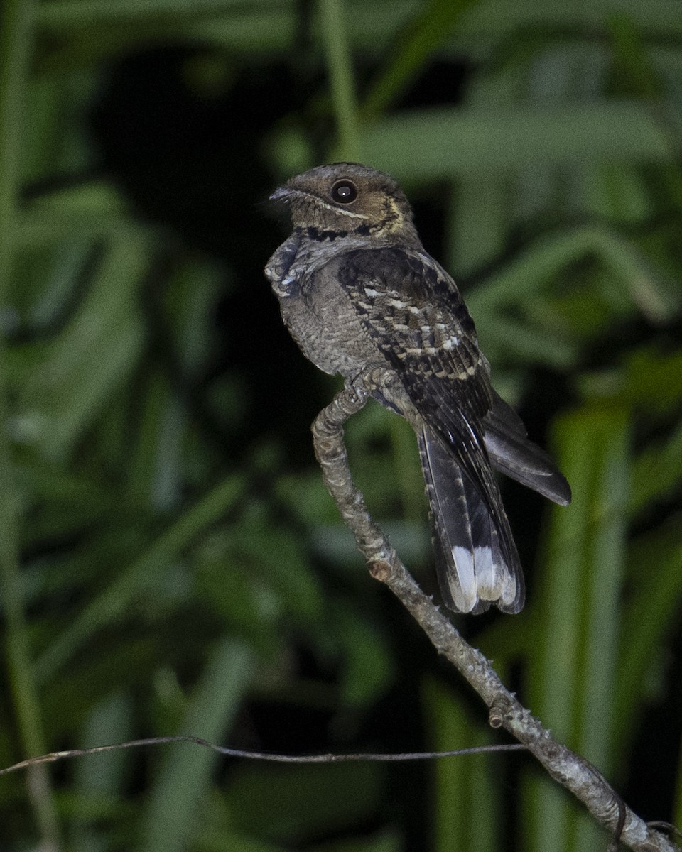 Maharadschanachtschwalbe - ML645715732