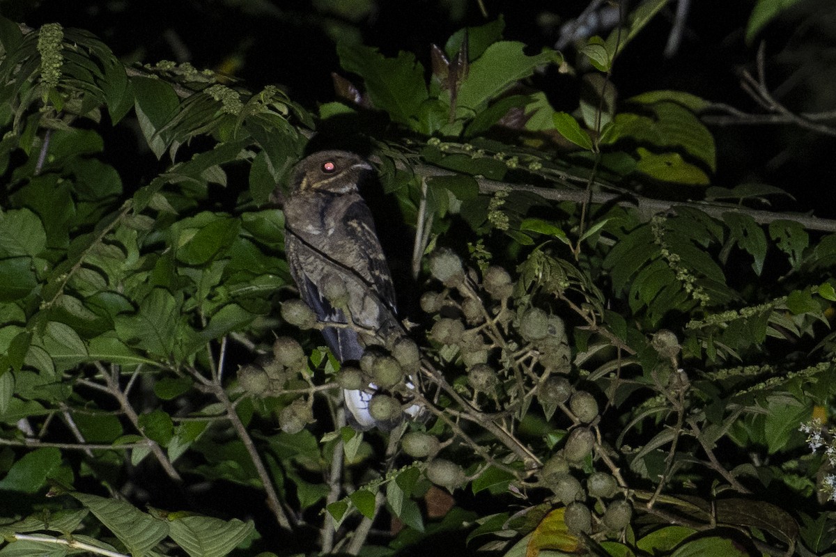 Maharadschanachtschwalbe - ML645715733