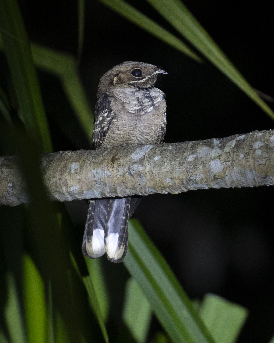 Maharadschanachtschwalbe - ML645715734