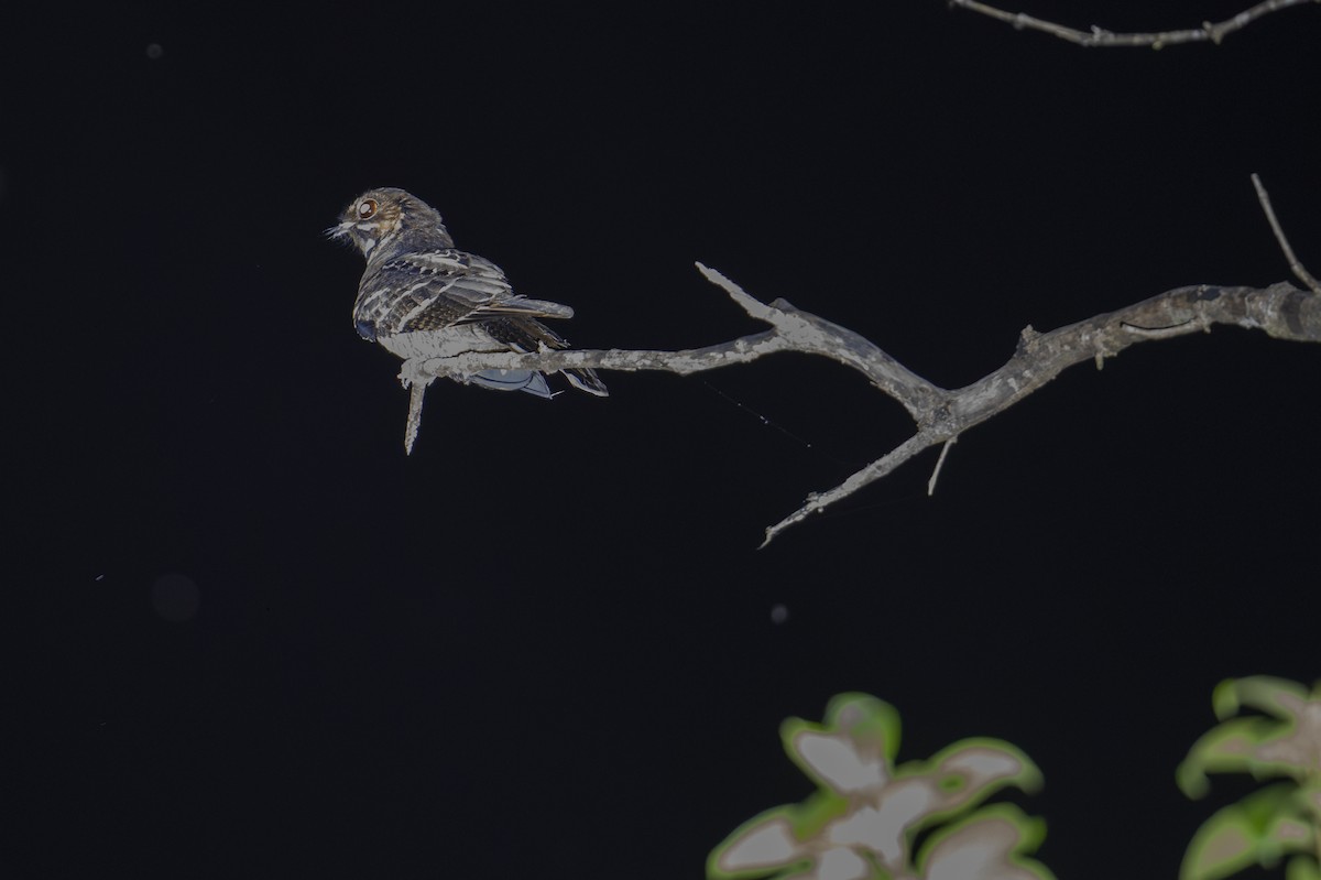 Chotacabras Marajá - ML645715735