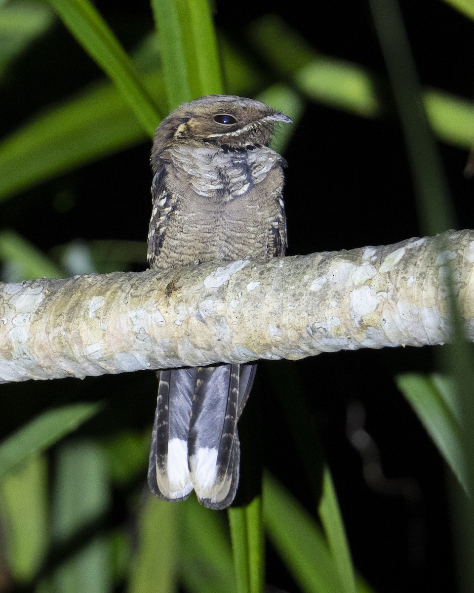 Maharadschanachtschwalbe - ML645715736