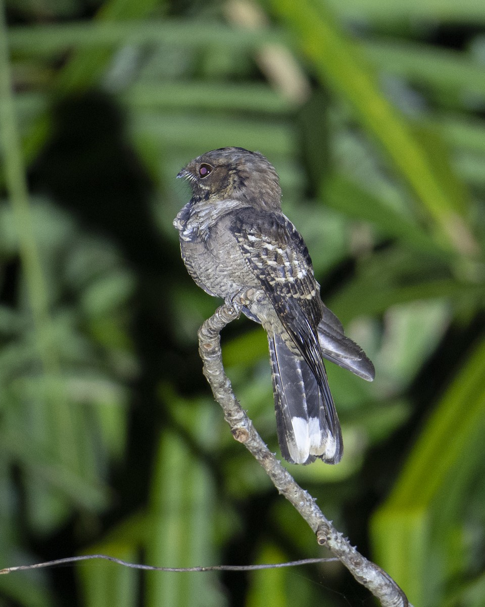 Maharadschanachtschwalbe - ML645715737