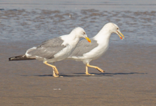 Lesser Black-backed Gull - ML645715745