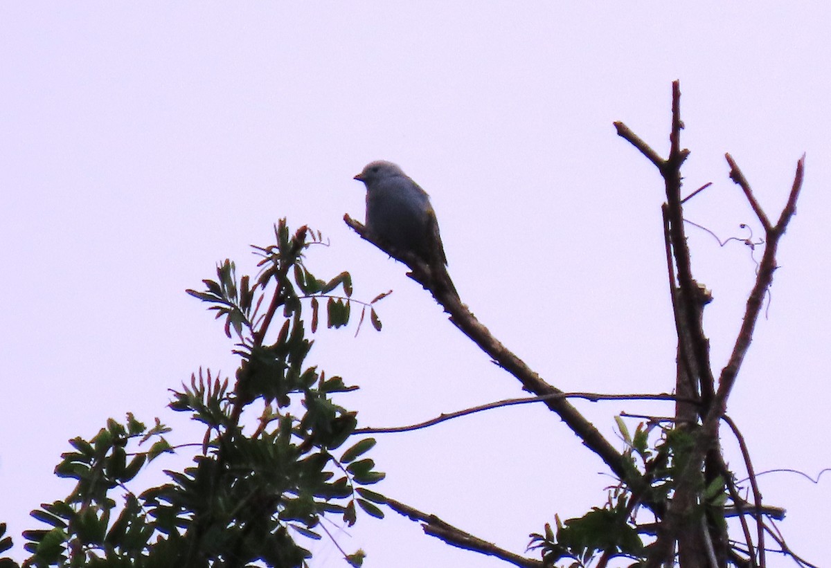 Picoplano Sulfuroso - ML645715747