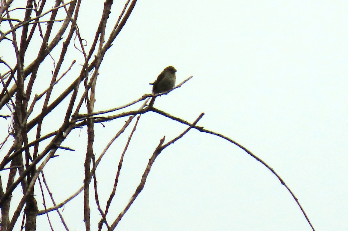 Semillero Oscuro - ML645715748