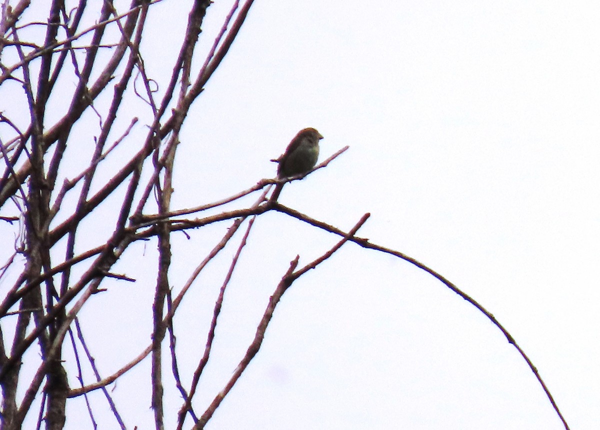 Semillero Oscuro - ML645715749