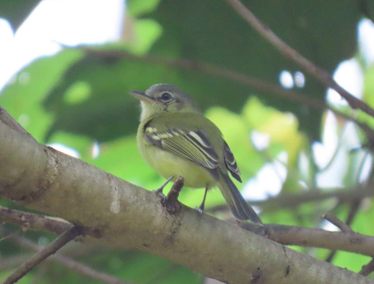 Picoplano Sulfuroso - ML645715750