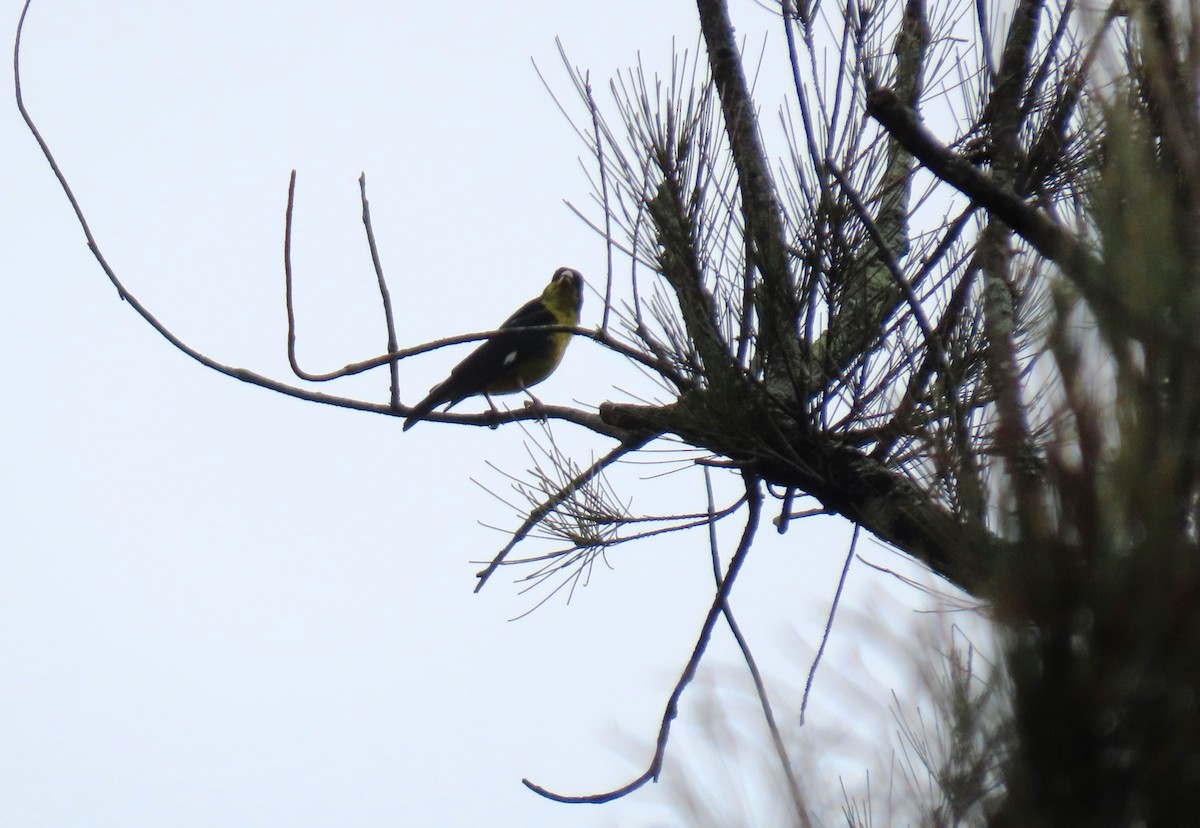 Picoplano Sulfuroso - ML645715751