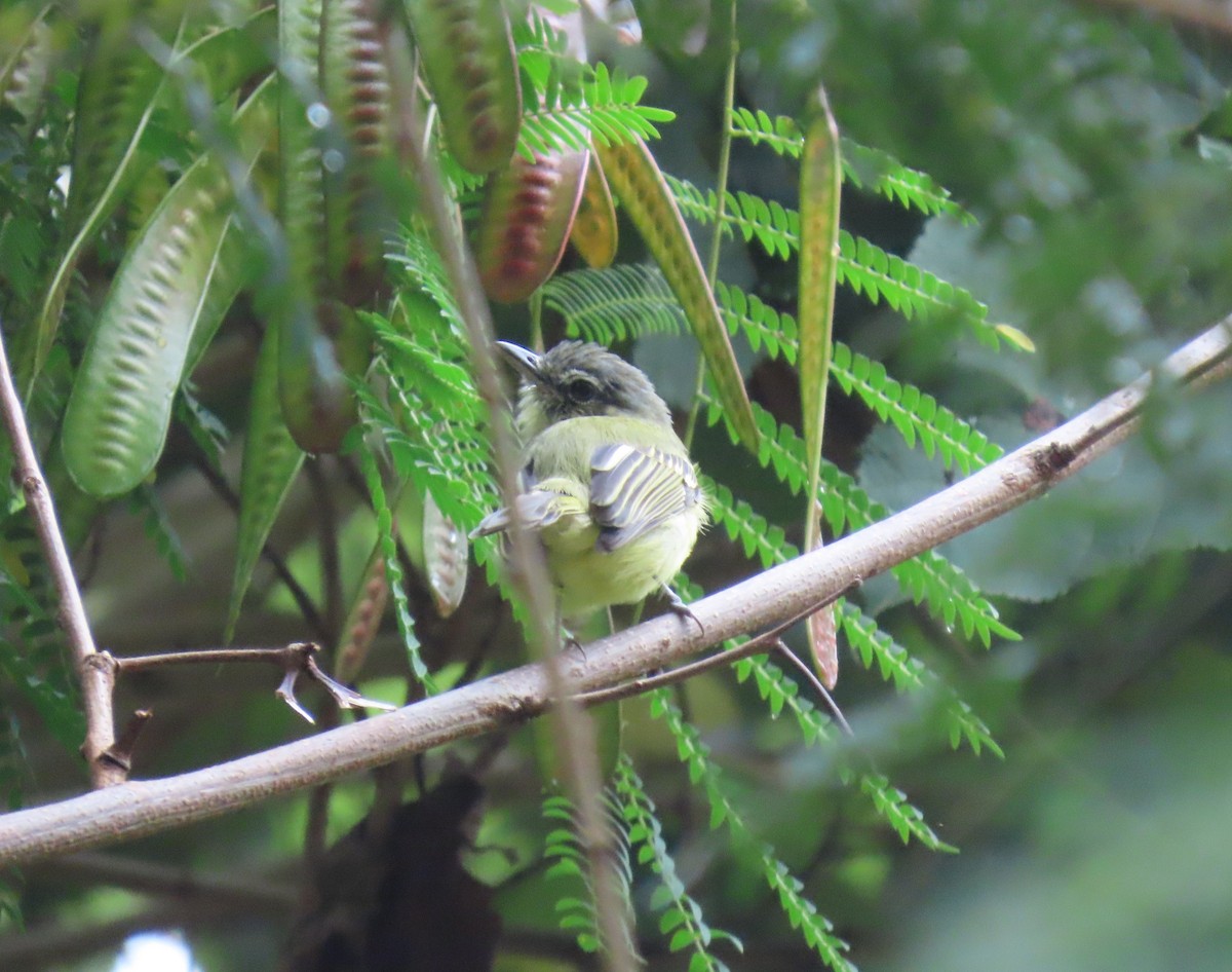 Picoplano Sulfuroso - ML645715752