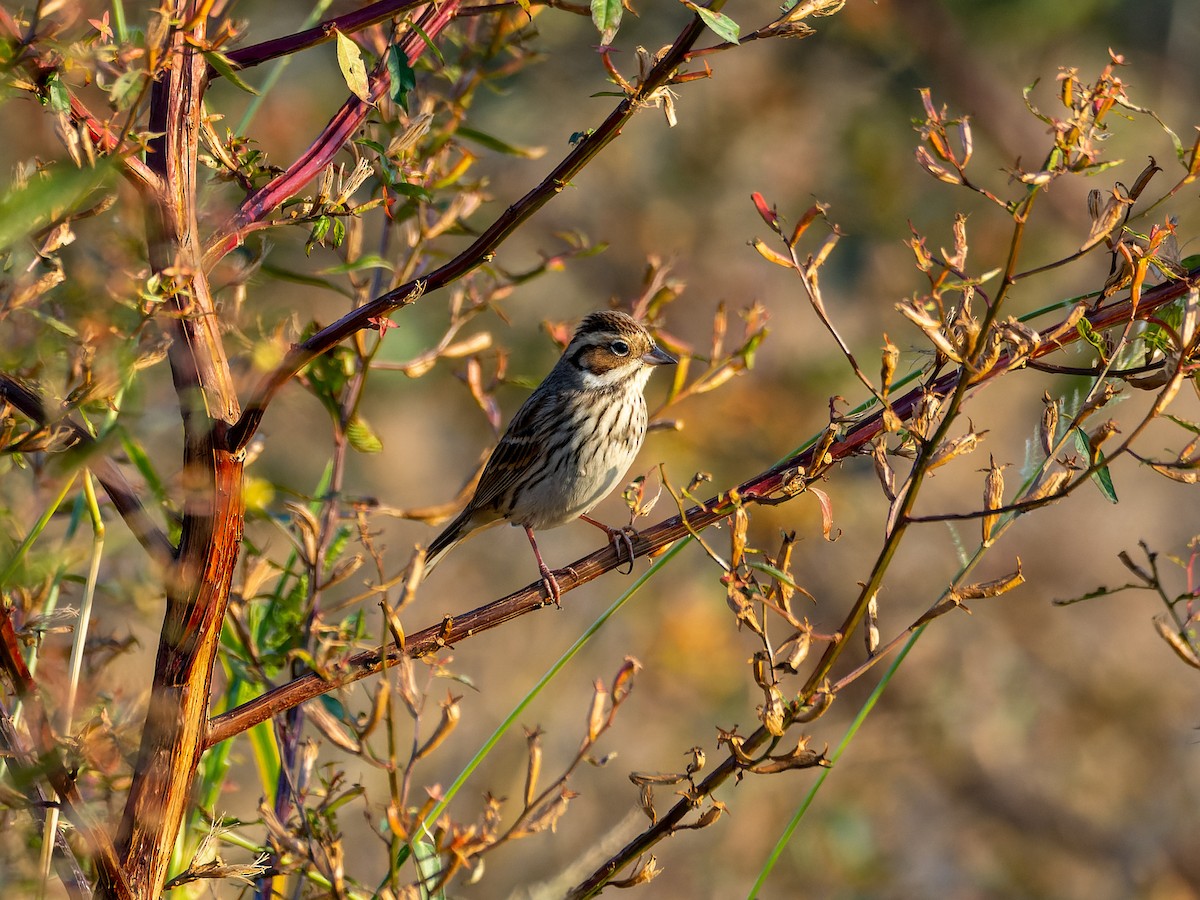Escribano Pigmeo - ML645715753
