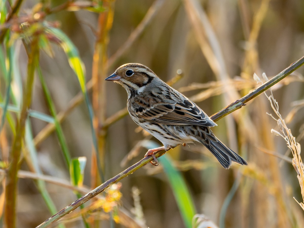 Escribano Pigmeo - ML645715754